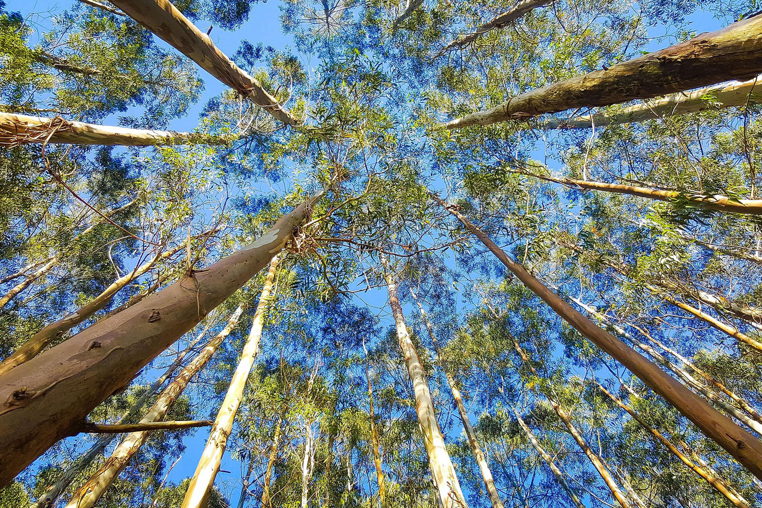 Blog-bosque-eucalipto.jpg